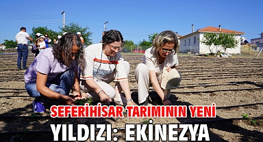 Seferihisar tarımının yeni yıldızı: Ekinezya