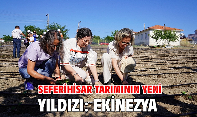 Seferihisar tarımının yeni yıldızı: Ekinezya