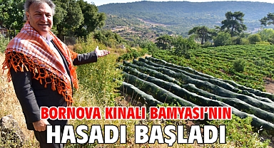 Bornova Kınalı Bamyası’nın hasadı başladı