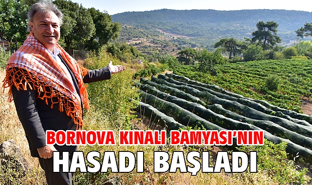 Bornova Kınalı Bamyası’nın hasadı başladı