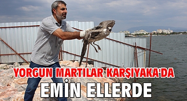 Yorgun martılar Karşıyaka'da emin ellerde