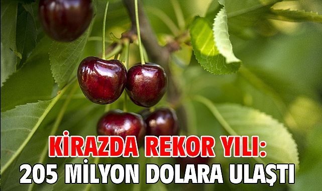 Kirazda rekor yılı: 205 milyon dolara ulaştı