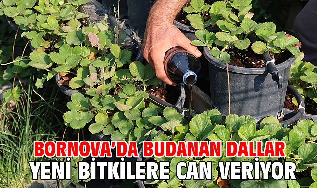 Bornova’da budanan dallar yeni bitkilere can veriyor
