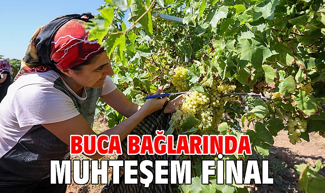 Buca’da bağ bozumu zamanı