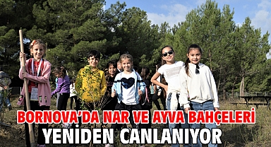 Bornova'da nar ve ayva bahçeleri yeniden canlanıyor