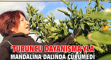 'Turuncu Dayanışma'yla Mandalina Dalında Çürümedi