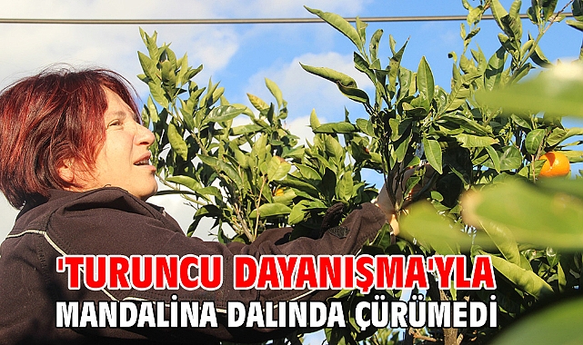 'Turuncu Dayanışma'yla Mandalina Dalında Çürümedi