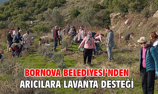 Bornova Belediyesi'nden arıcılara lavanta desteği