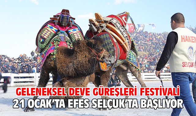 Geleneksel Deve Güreşleri Festivali 21 Ocak’ta Efes Selçuk’ta Başlıyor