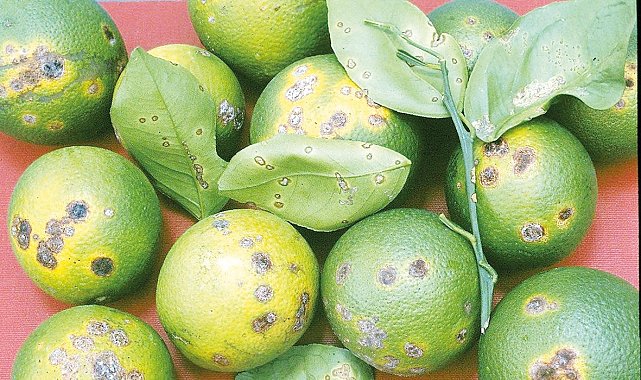 Narenciyede hastalık alarmı