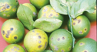 Narenciyede hastalık alarmı