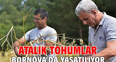 Atalık tohumlar Bornova’da yaşatılıyor