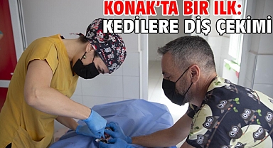 Konak'ta bir ilk: Kedilere diş çekimi