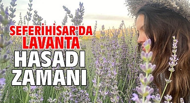 Seferihisar'da lavanta hasadı zamanı