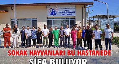 Sokak hayvanları bu hastanede şifa buluyor
