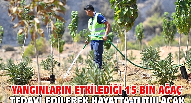Yangınların etkilediği 15 bin ağaç tedavi edilerek hayatta tutulacak