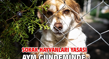 Sokak hayvanları yasası AYM gündeminde