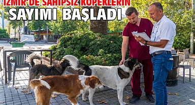 İzmir’de sahipsiz köpeklerin sayımı başladı