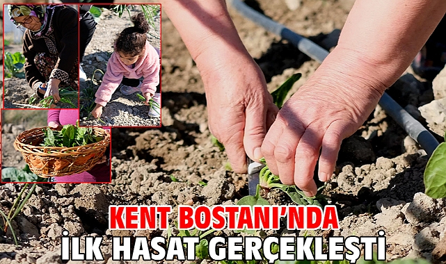 Kent Bostanı’nda ilk hasat gerçekleşti