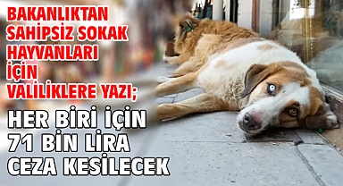 Bakanlıktan sahipsiz sokak hayvanları için valiliklere yazı; her biri için 71 bin lira ceza kesilecek