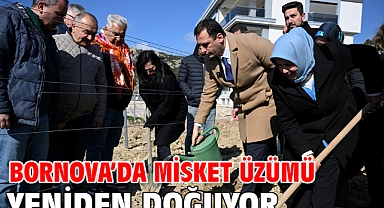 Bornova’da Misket Üzümü yeniden doğuyor