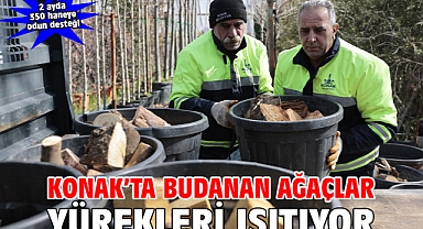 Konak’ta budanan ağaçlar yürekleri ısıtıyor