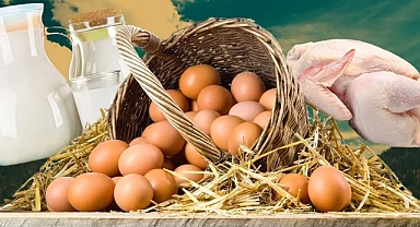 TÜİK: Yumurta üretimi azaldı, tavuk eti ve süt üretimi arttı
