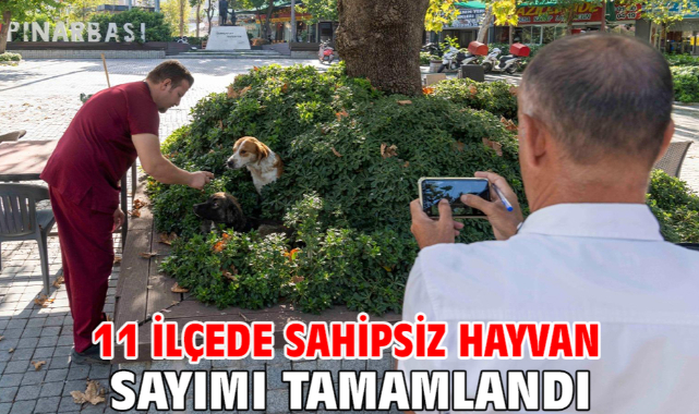 11 ilçede sahipsiz hayvan sayımı tamamlandı