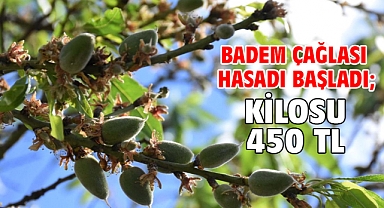 Badem çağlası hasadı başladı; kilosu 450 TL