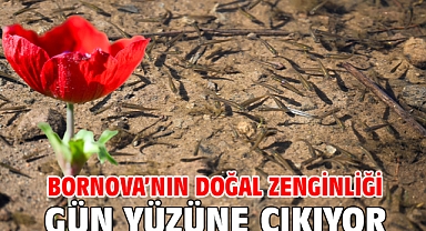 Bornova’nın doğal zenginliği gün yüzüne çıkıyor