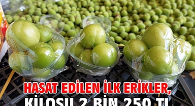 Hasat edilen ilk erikler, kilosu 2 bin 250 TL