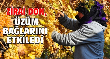 Zirai don, üzüm bağlarını etkiledi