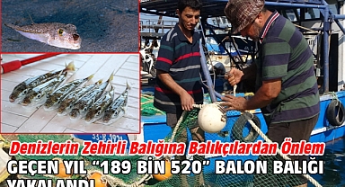 Denizlerin zehirli balığına balıkçılardan önlem. Geçen yıl “189 bin 520” balon balığı yakalandı