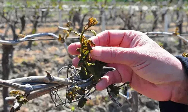 Manisa'da zirai don tehlikesi devam ediyor