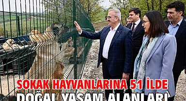 Sokak hayvanlarına 51 ilde doğal yaşam alanları