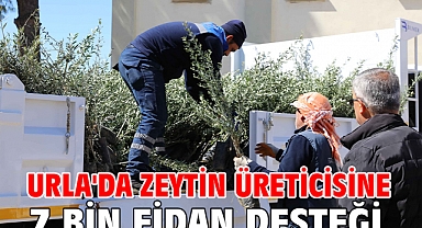 Urla'da zeytin üreticisine 7 bin fidan desteği