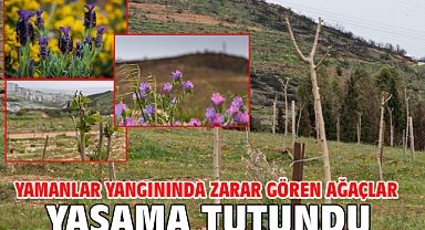 Yamanlar yangınında zarar gören ağaçlar yaşama tutundu