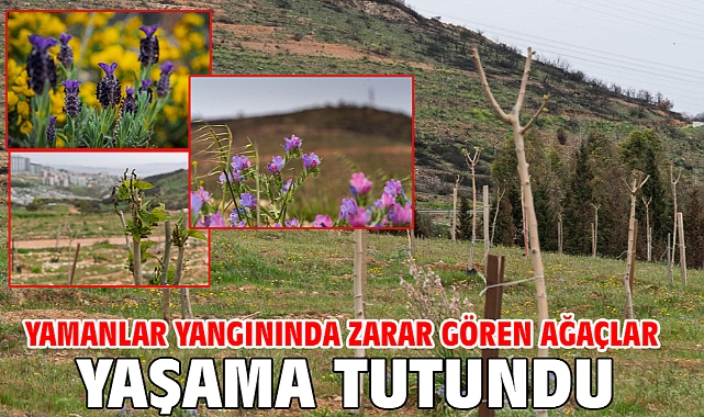 Yamanlar yangınında zarar gören ağaçlar yaşama tutundu