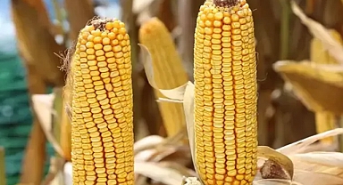 1 milyon ton mısır ithalatı için tarife kontenjanı açıldı
