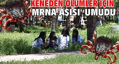 Keneden ölümler için 'mRNA aşısı' umudu