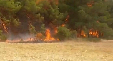 Çanakkale'de orman yangını