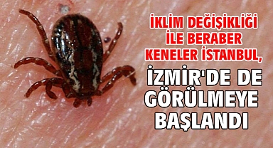 İklim değişikliği ile beraber keneler İstanbul, İzmir'de de görülmeye başlandı