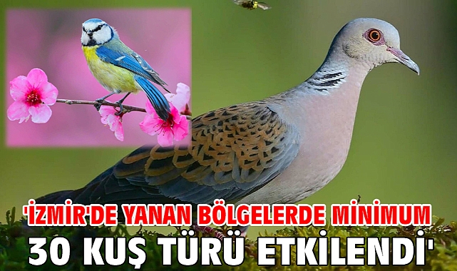 'İzmir'de yanan bölgelerde minimum 30 kuş türü etkilendi'