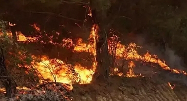 Manisa'da zirai tarım alanındaki yangın ormana sıçradı
