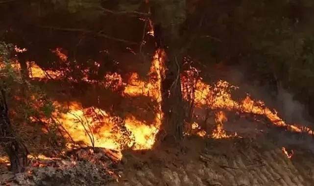 Manisa'da zirai tarım alanındaki yangın ormana sıçradı