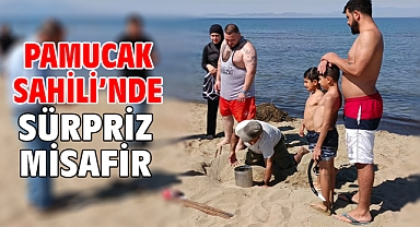 Pamucak Sahili’nde Sürpriz Misafir
