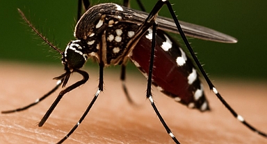 Prof. Dr. Özlü: ‘Chikungunya’ virüsü için yakın bir tehdit söz konusu değil