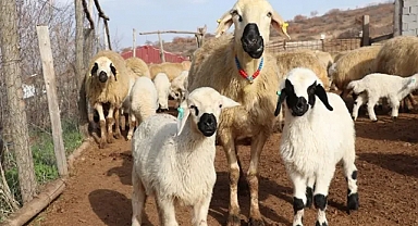 Şap hastalığından korunmanın yolları