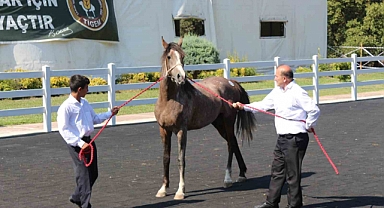 TİGEM tay satışından 23 milyon 45 bin lira gelir elde etti