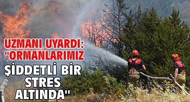 Uzmanı uyardı: ''Ormanlarımız şiddetli bir stres altında''